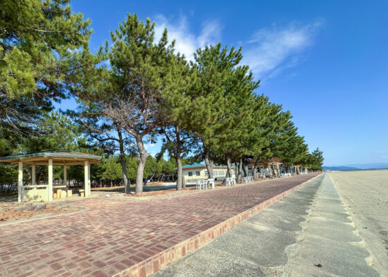 松林の遊歩道
