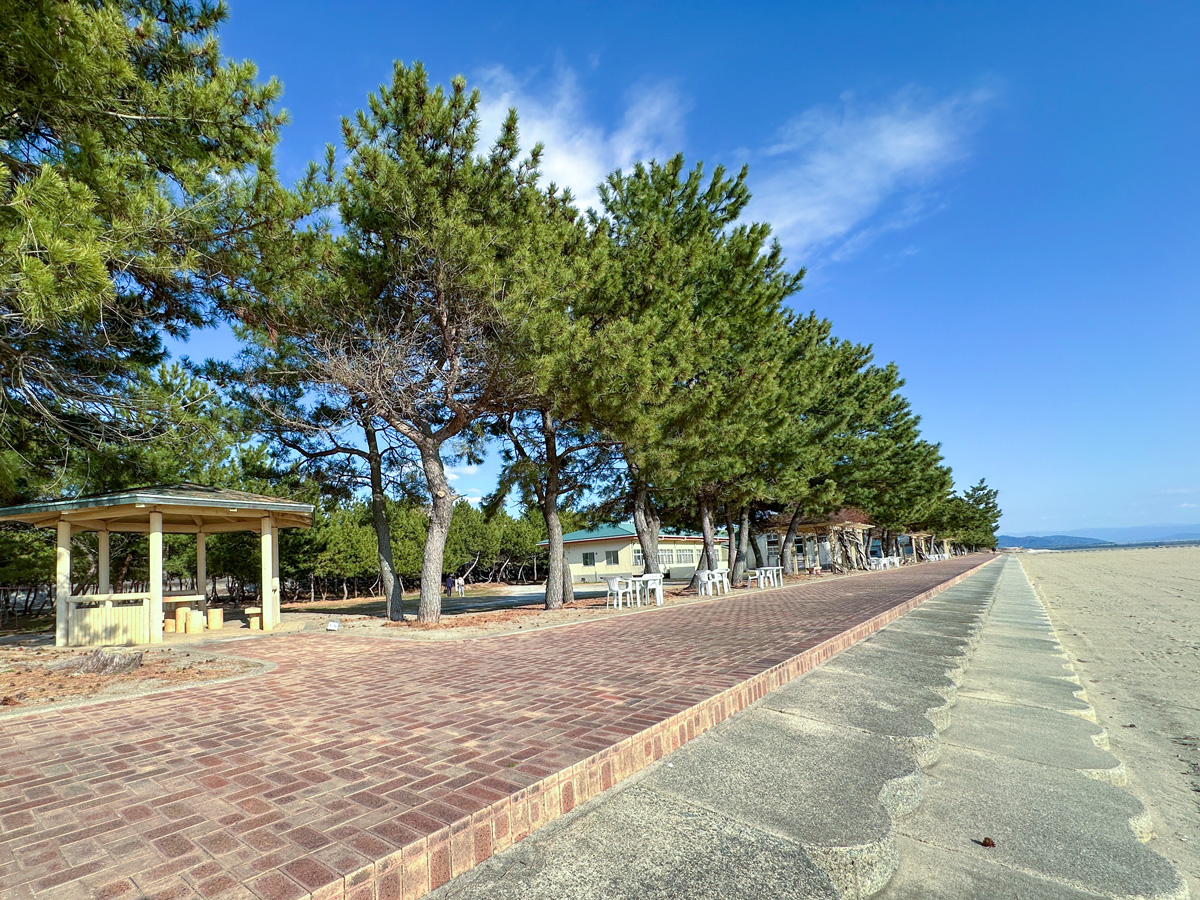 松林の遊歩道